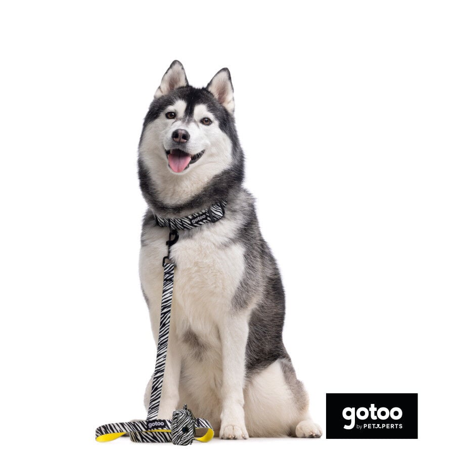 Gotoo Correa estampada zebra para perros, , large Imagen numero 3