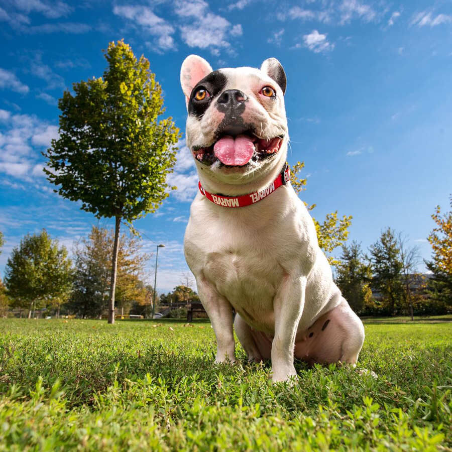 Disney Premium Marvel collar para perros, , large indicador imagen numero 3