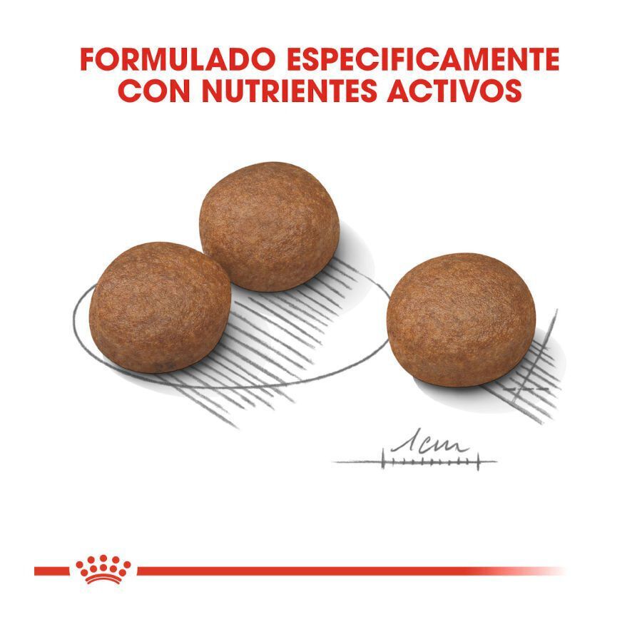 12 kg Royal Canin Digestive Care Medium pienso para perros, , large Imagen numero 4