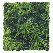 Zoo Med Casuarina plantas para terrarios Imagen numero 1