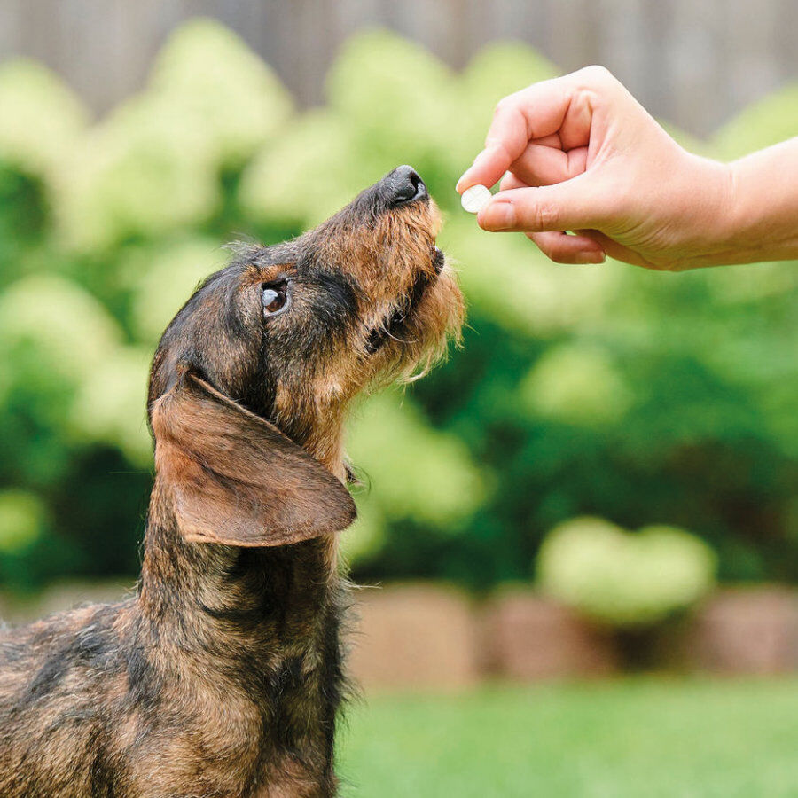 Beaphar Vermipure Repelente Interno Natural en comprimidos para perros peque&ntilde;os y cachorros, , large indicador imagen numero 6