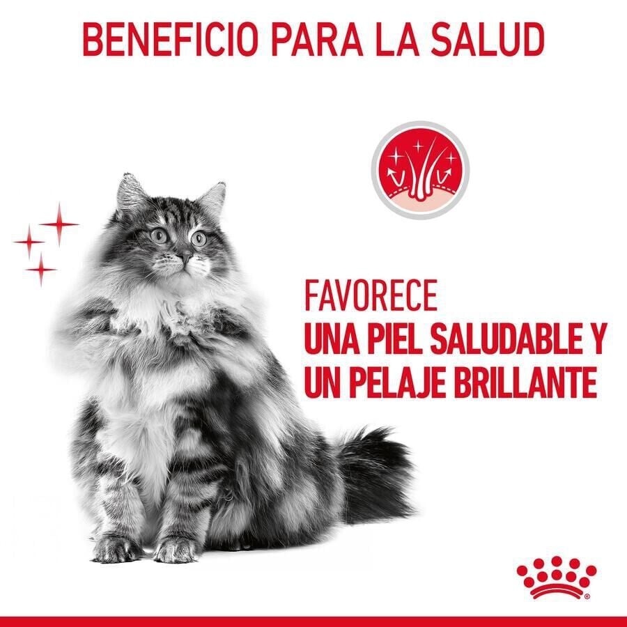 85 g Royal Canin Intense Beauty gelatina sobre para gatos, , large indicador imagen numero 5
