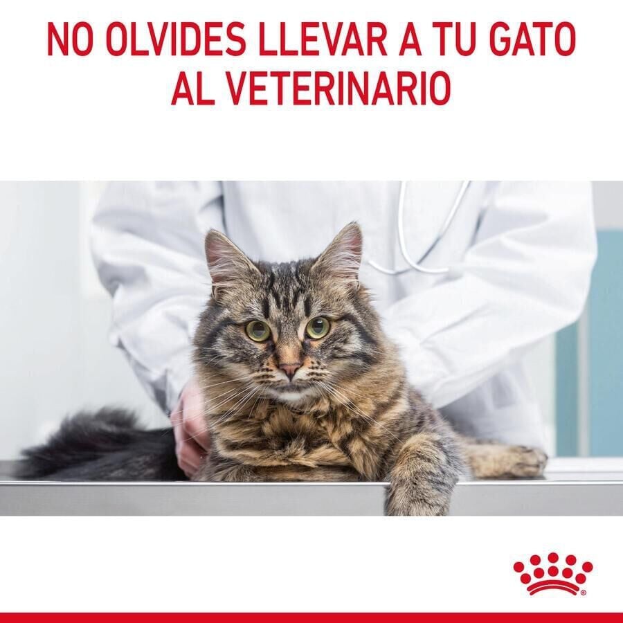 85 g Royal Canin Intense Beauty gelatina sobre para gatos, , large Imagen numero 10