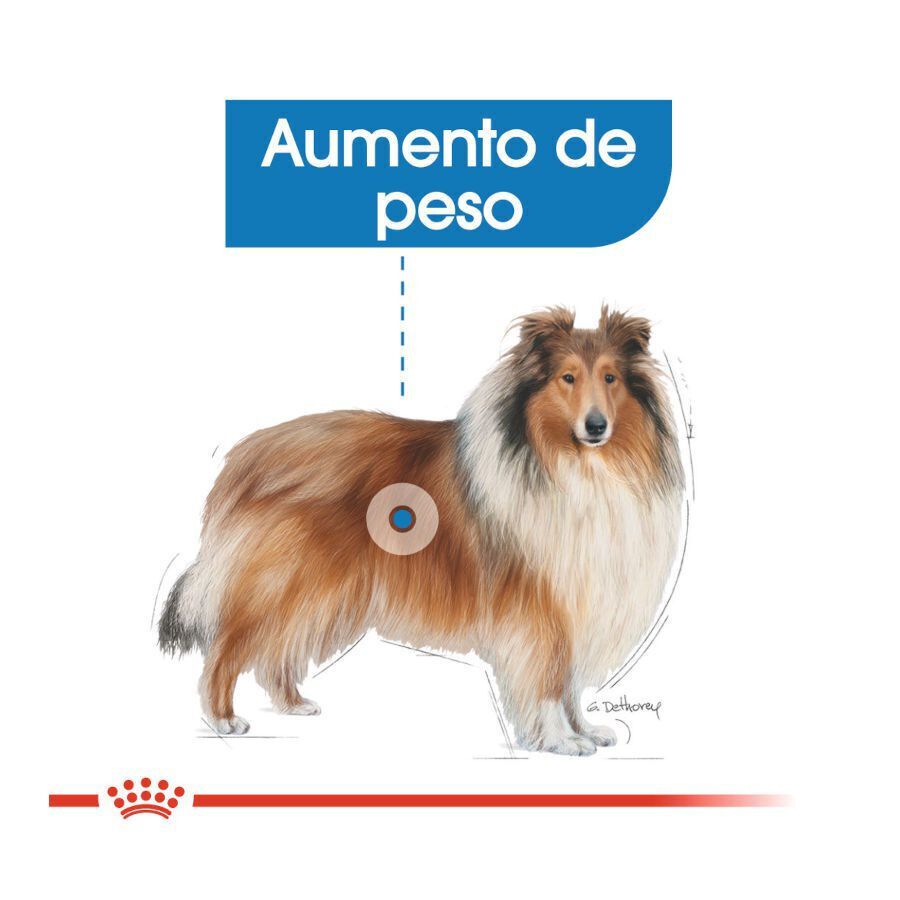 3 kg Royal Canin Light Weight Care Maxi pienso para perros, , large indicador imagen numero 5