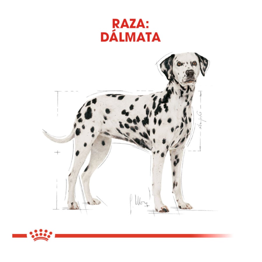 12 kg Royal Canin Adult D&aacute;lmata pienso para perros, , large Imagen numero 4