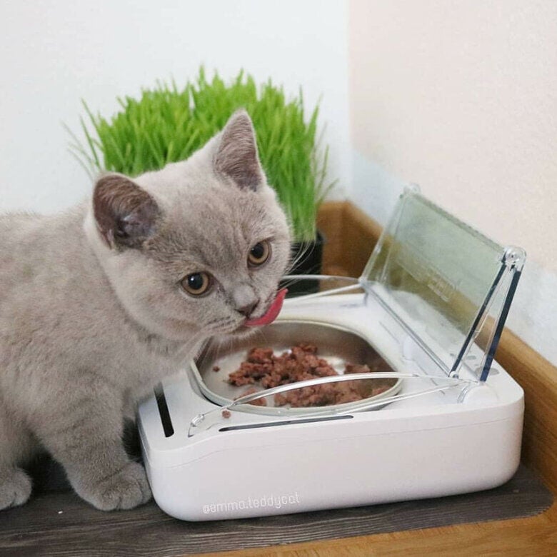 Sure Petcare Surefeed Comedero Autom&aacute;tico con Microchip, , large indicador imagen numero 8