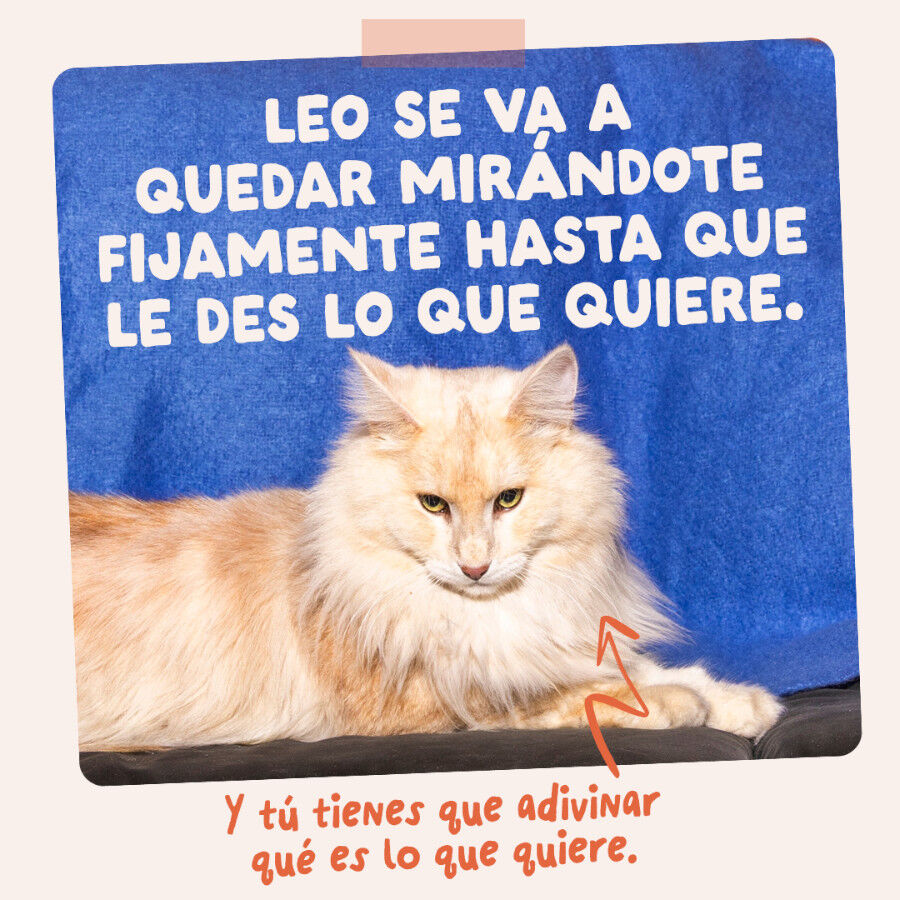 85 g Edgard & Cooper Pollo sobre en salsa para gatos, , large indicador imagen numero 10