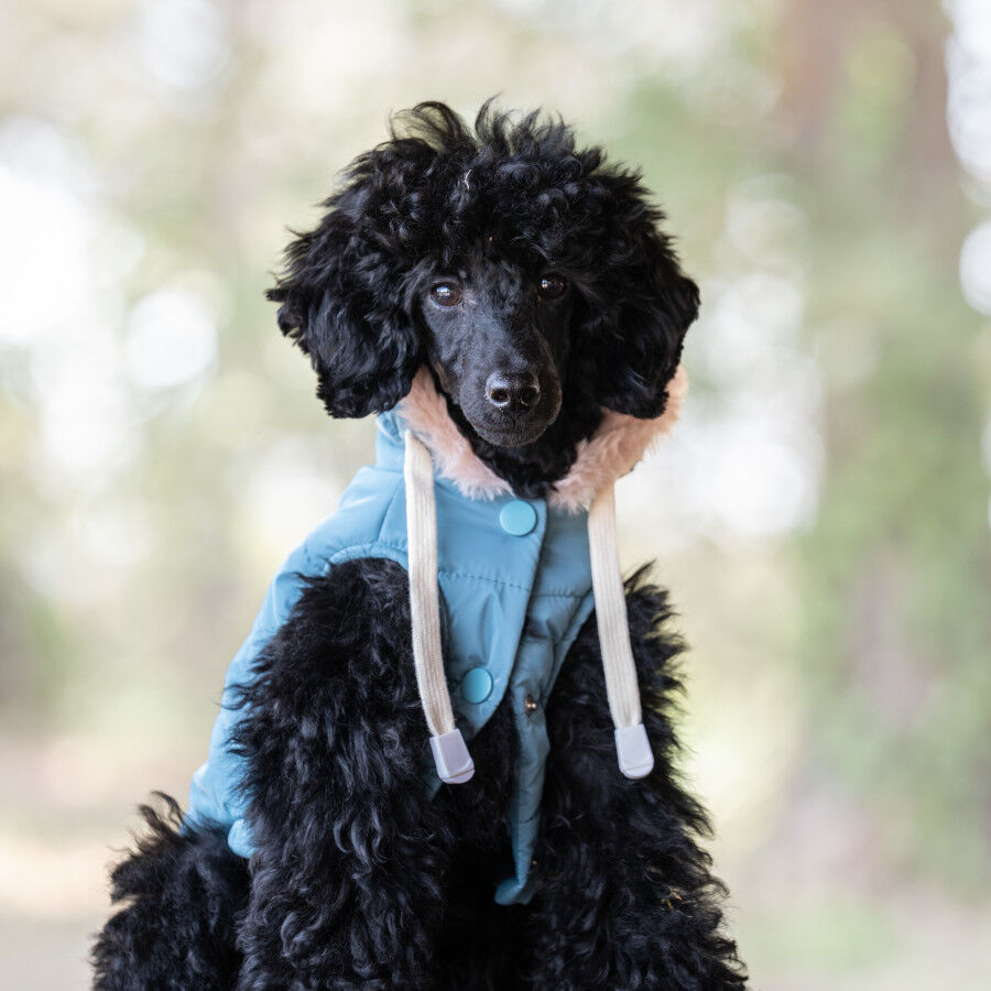 Freedog Abrigo Impermeable Iceguard Azul Cielo para perros, , large indicador imagen numero 1