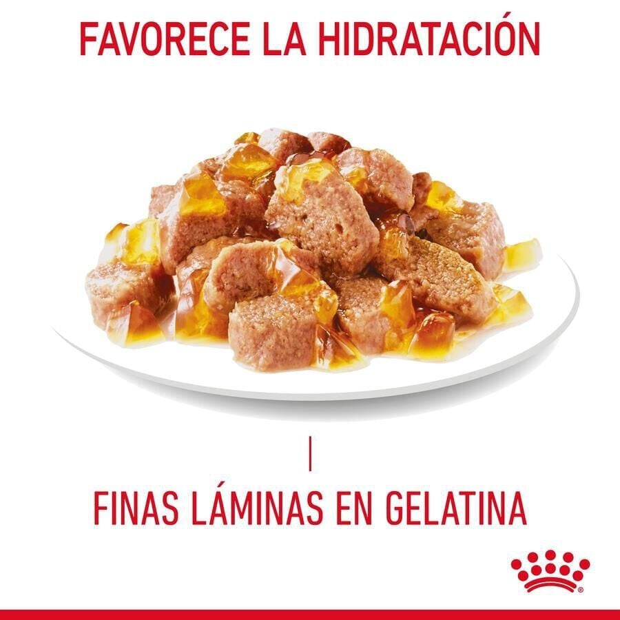85 g Royal Canin Intense Beauty gelatina sobre para gatos, , large Imagen numero 3