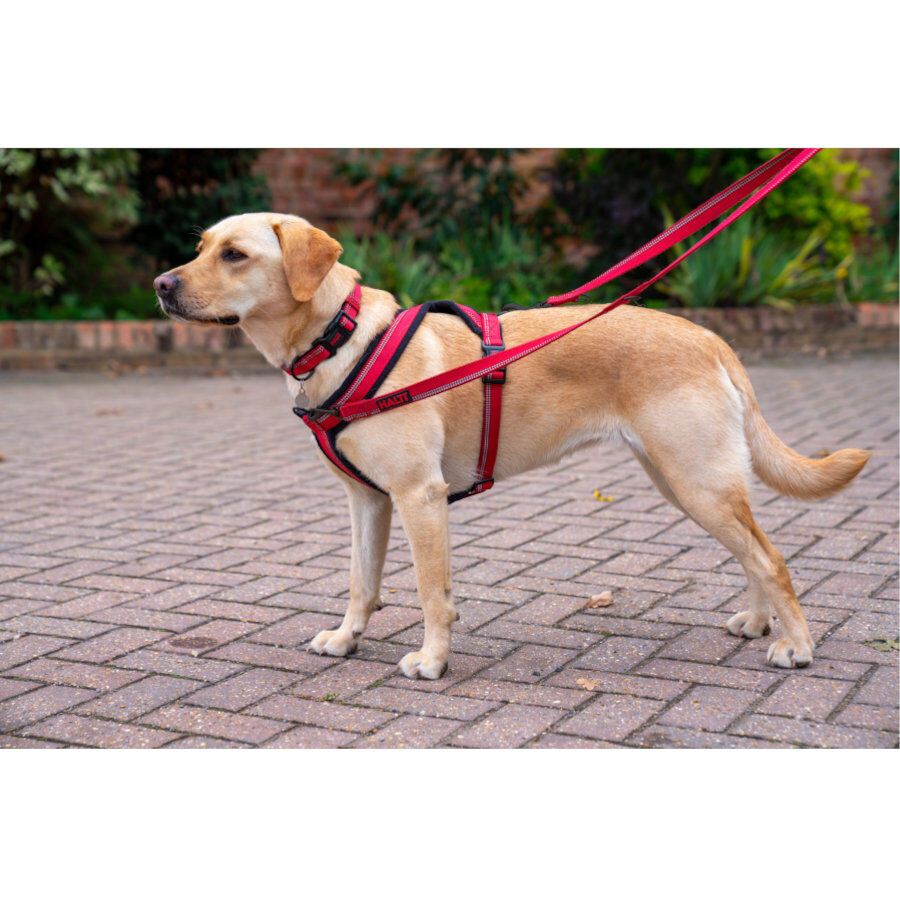 Halti arn&eacute;s acolchado de nylon rojo para perros, , large indicador imagen numero 2