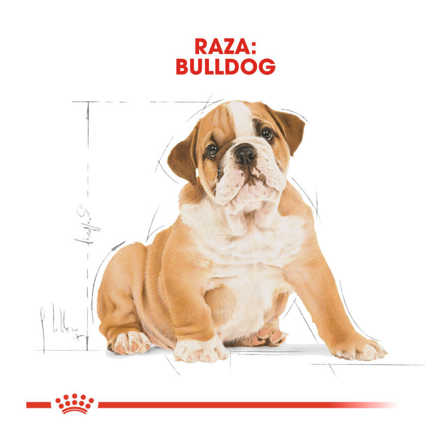 12 kg Royal Canin Puppy Bulldog pienso para perros, , large indicador imagen numero 4