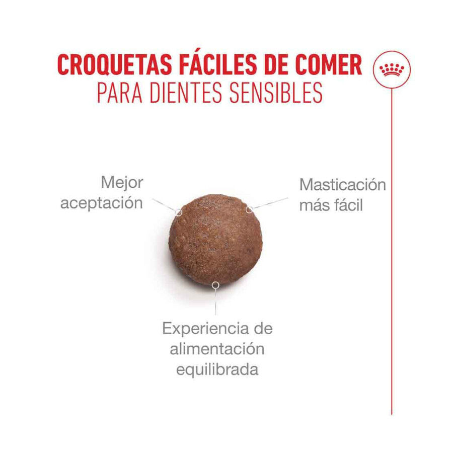 4 kg Royal Canin Ageing 11+ pienso para gatos&nbsp;senior, , large indicador imagen numero 4