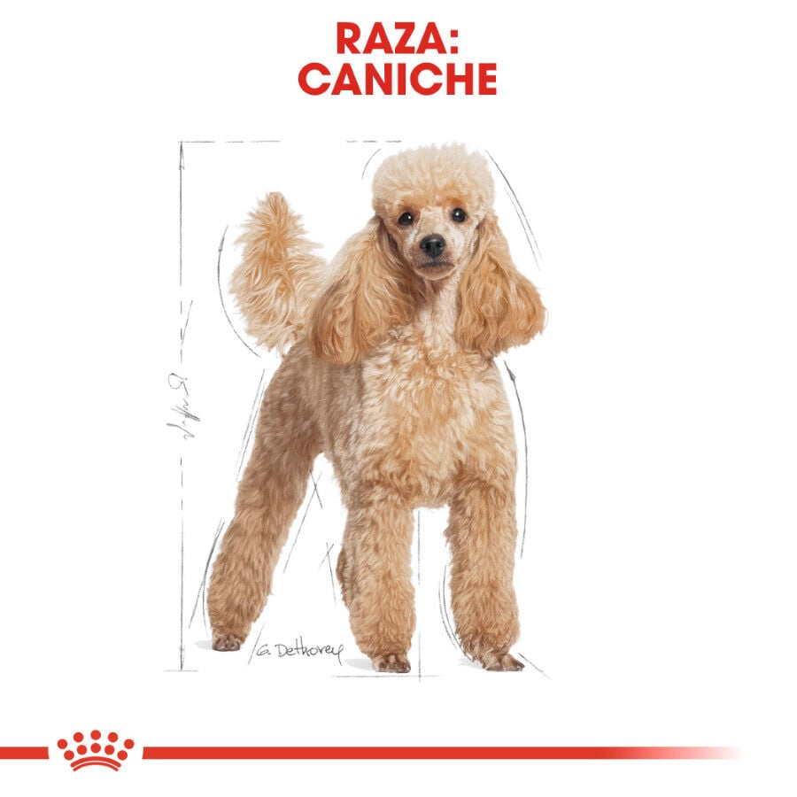 85 g Royal Canin Adult Poodle Pat&eacute; sobre para perros, , large indicador imagen numero 3