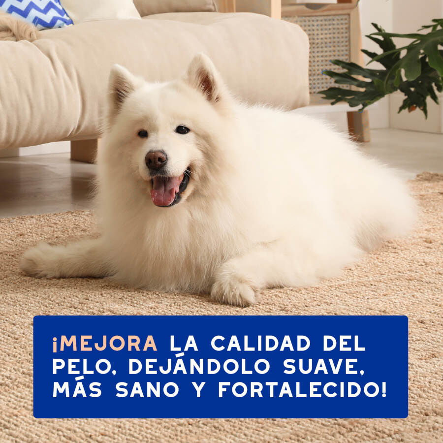 Ceva Douxo Spa Champ&uacute; Control de Muda para perros, , large Imagen numero 6