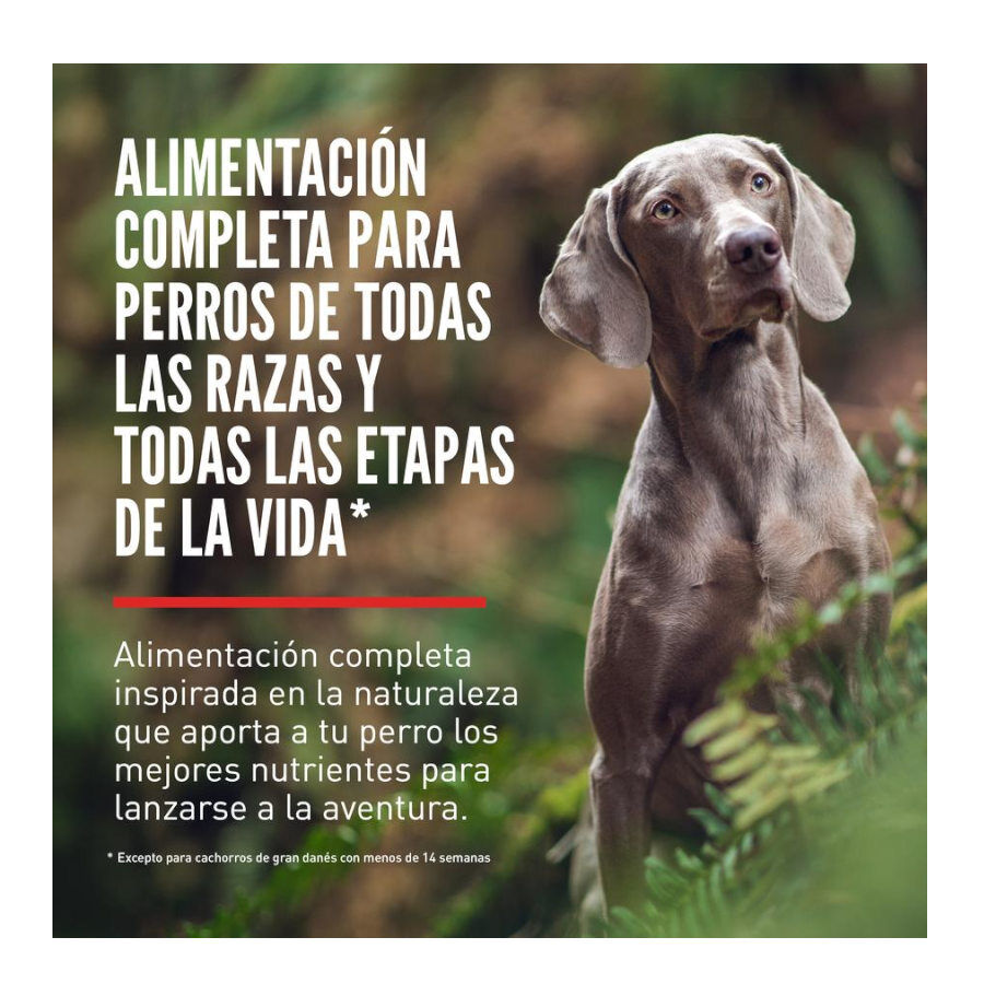 11.4 kg Orijen Adult Regional Red pienso para perros, , large Imagen numero 2