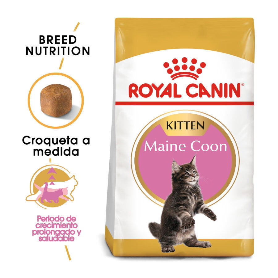 10 kg Royal Canin Kitten Maine Coon pienso para gatos, , large indicador imagen numero 2