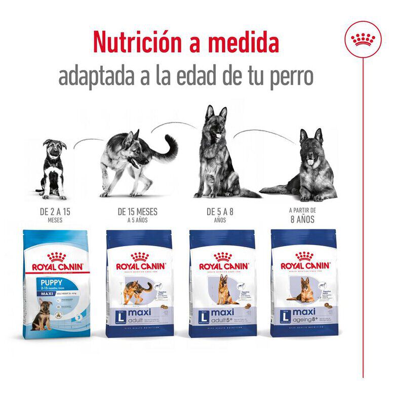 15 kg Royal Canin Maxi Ageing 8+ pienso para perros&nbsp;senior, , large indicador imagen numero 8