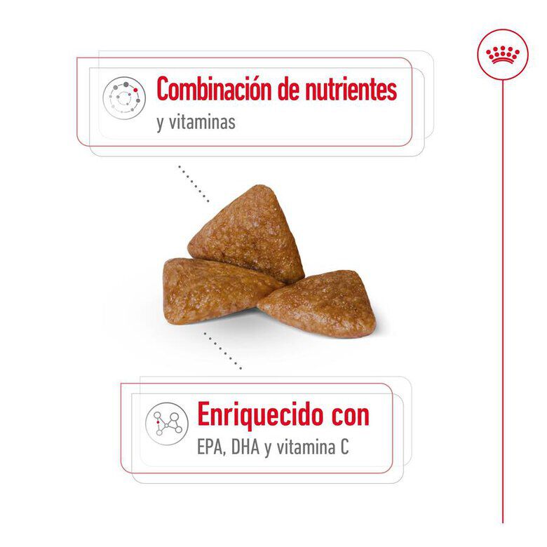 1.5 kg Royal Canin X-Small Ageing 12+ Adult pienso para perros&nbsp;senior, , large Imagen numero 6
