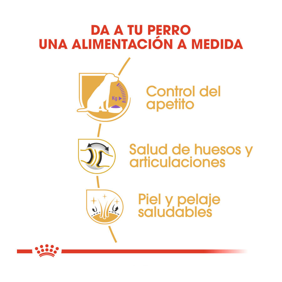 12 kg Royal Canin Adult Labrador Sterilised pienso para perros , , large indicador imagen numero 6