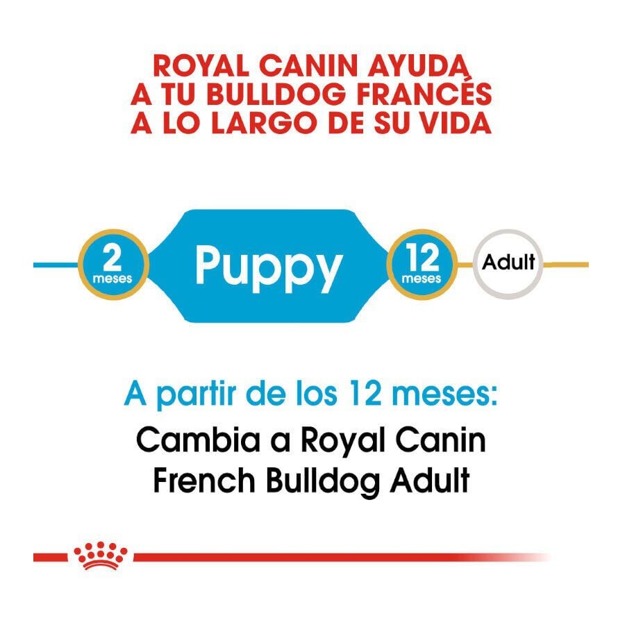 10 kg Royal Canin Puppy French Bulldog pienso para perros, , large indicador imagen numero 7