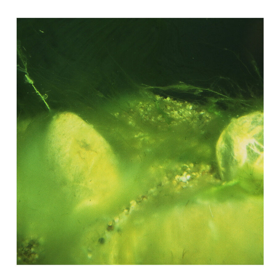 JBL AlgoPond Forte antialgas para estanques, , large Imagen numero 2