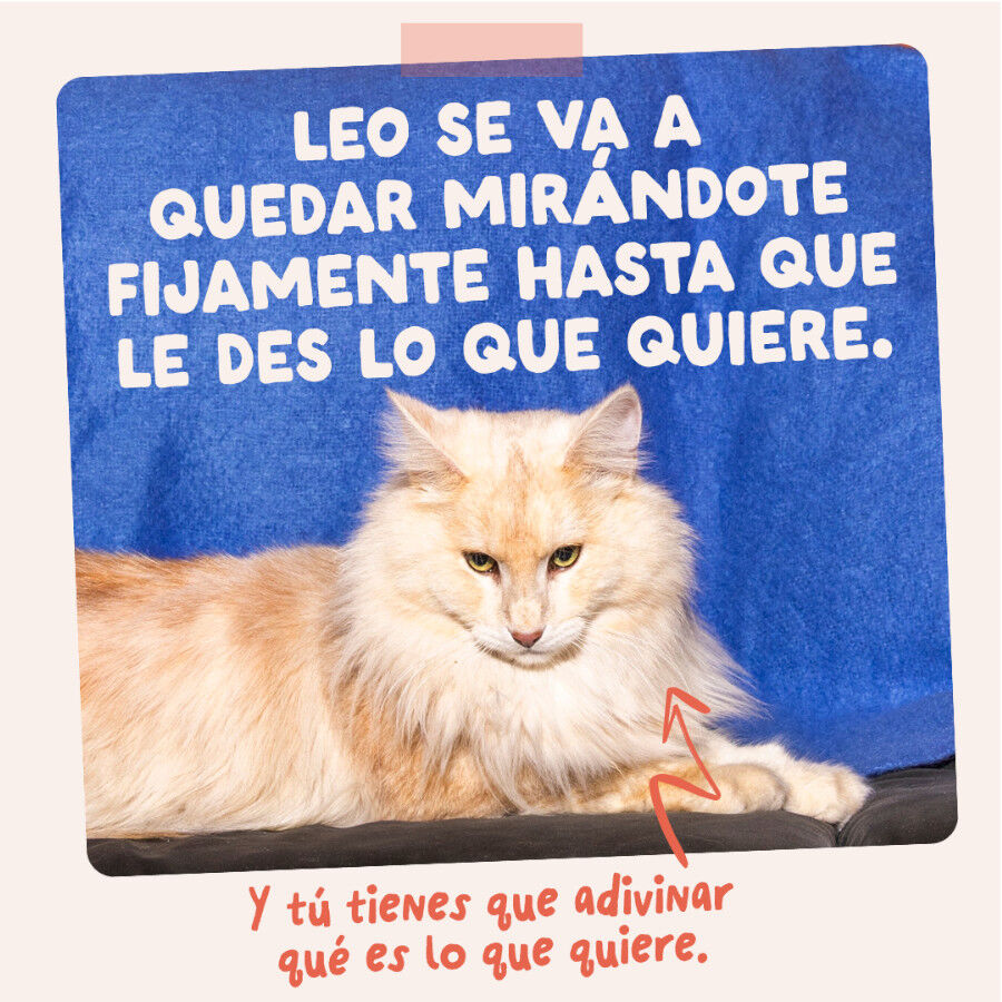 85 g Edgard & Cooper Trucha y Pollo sobre en salsa para gatos, , large indicador imagen numero 10