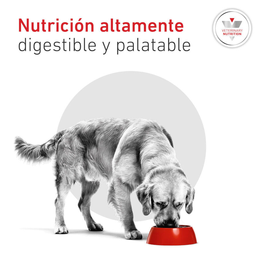 195 g Royal Canin Veterinary Diabetic latas para perros, , large Imagen numero 5