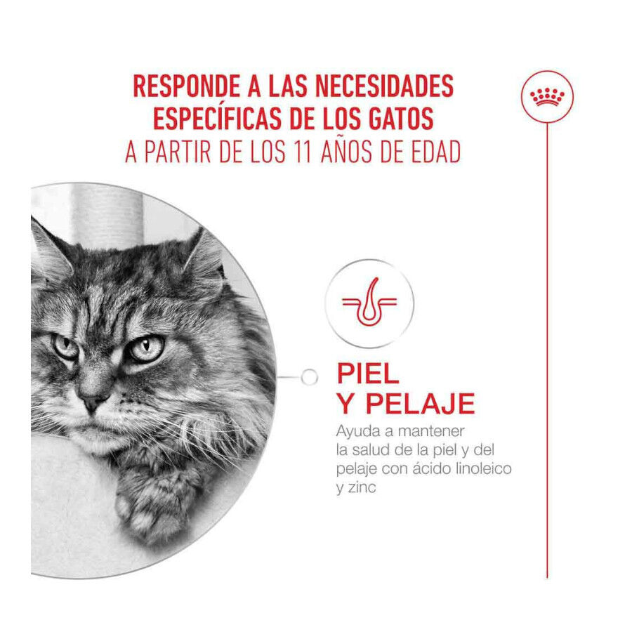 4 kg Royal Canin Ageing 11+ pienso para gatos&nbsp;senior, , large indicador imagen numero 5