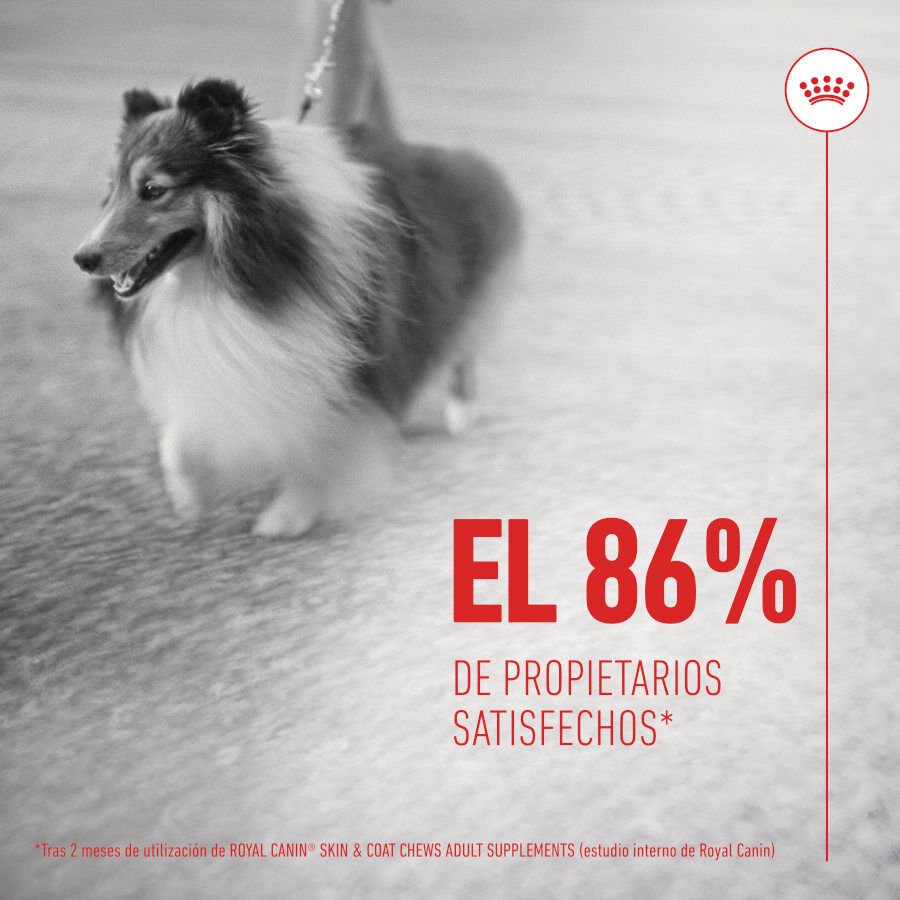 240 g Royal Canin Skin & Coat Chews Adult Suplemento nutricional para perros, , large Imagen numero 8