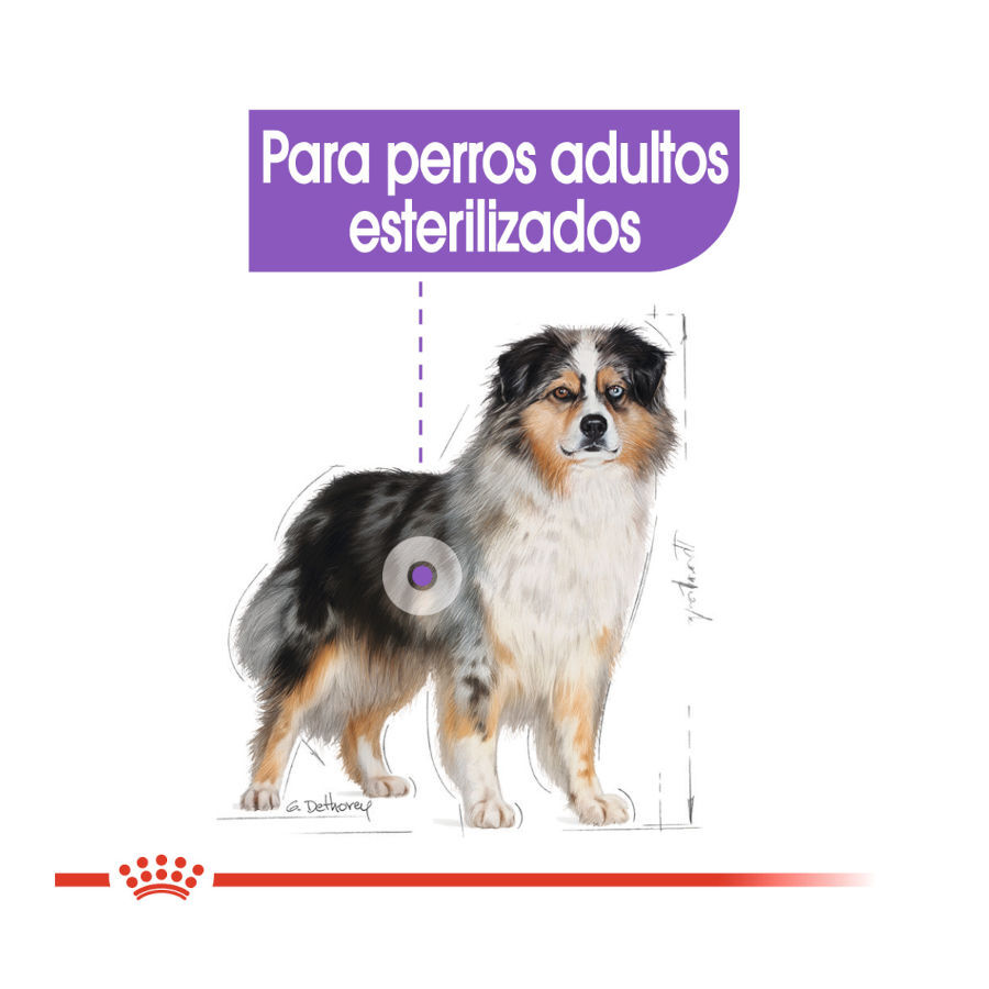 3 kg Royal Canin Sterilised Medium pienso para perros, , large indicador imagen numero 5