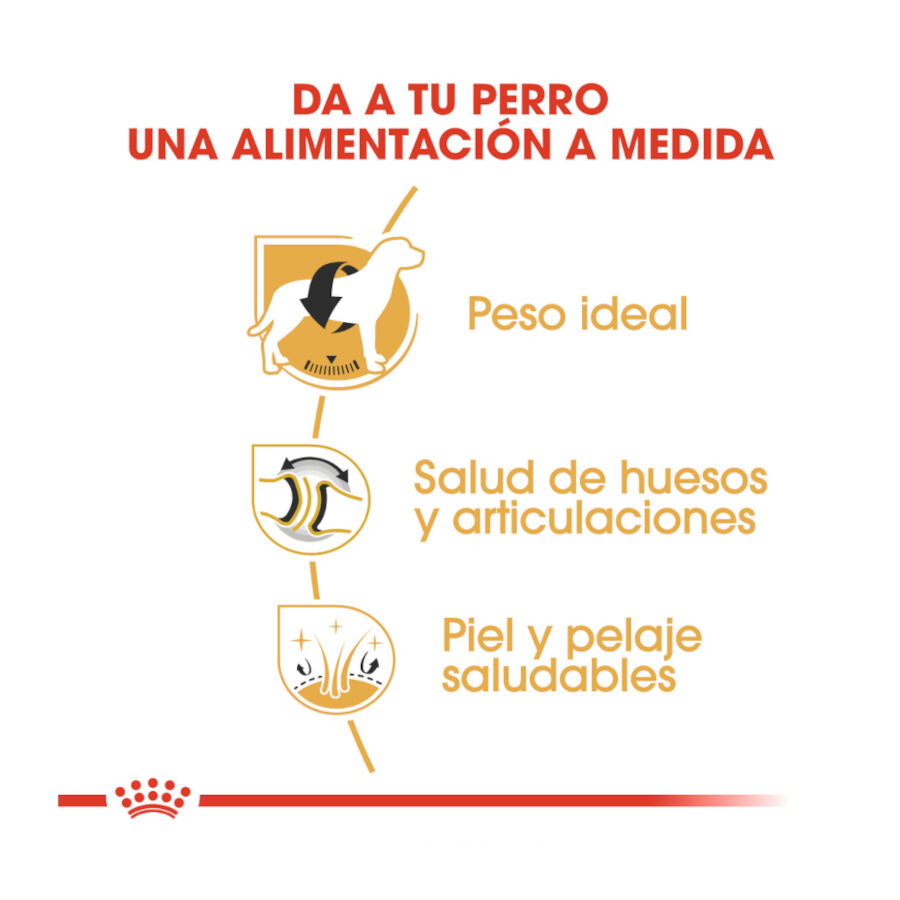 12 kg Royal Canin Adult Labrador Retriever pienso para perros, , large indicador imagen numero 6