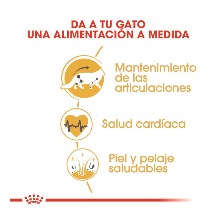 10 kg Royal Canin Adult Maine Coon pienso para gatos, , large Imagen numero 3