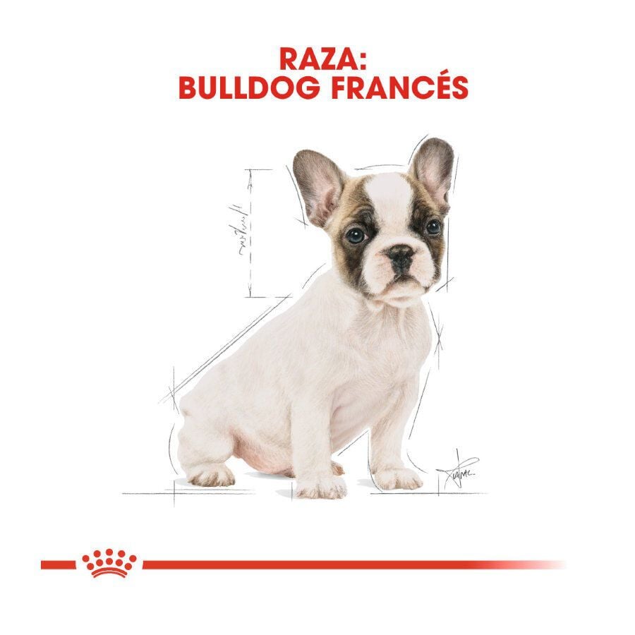 10 kg Royal Canin Puppy French Bulldog pienso para perros, , large indicador imagen numero 4