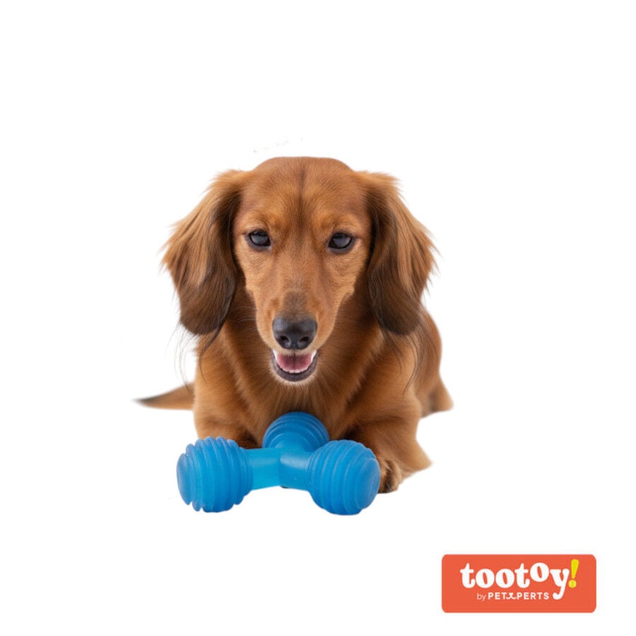Tootoy! Mordedor de Pelotas en Tri&aacute;ngulo Azul para perros