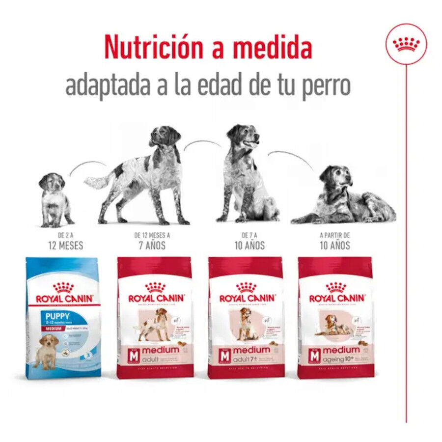 15 kg Royal Canin Medium 10+ Ageing pienso para perros&nbsp;senior, , large indicador imagen numero 7