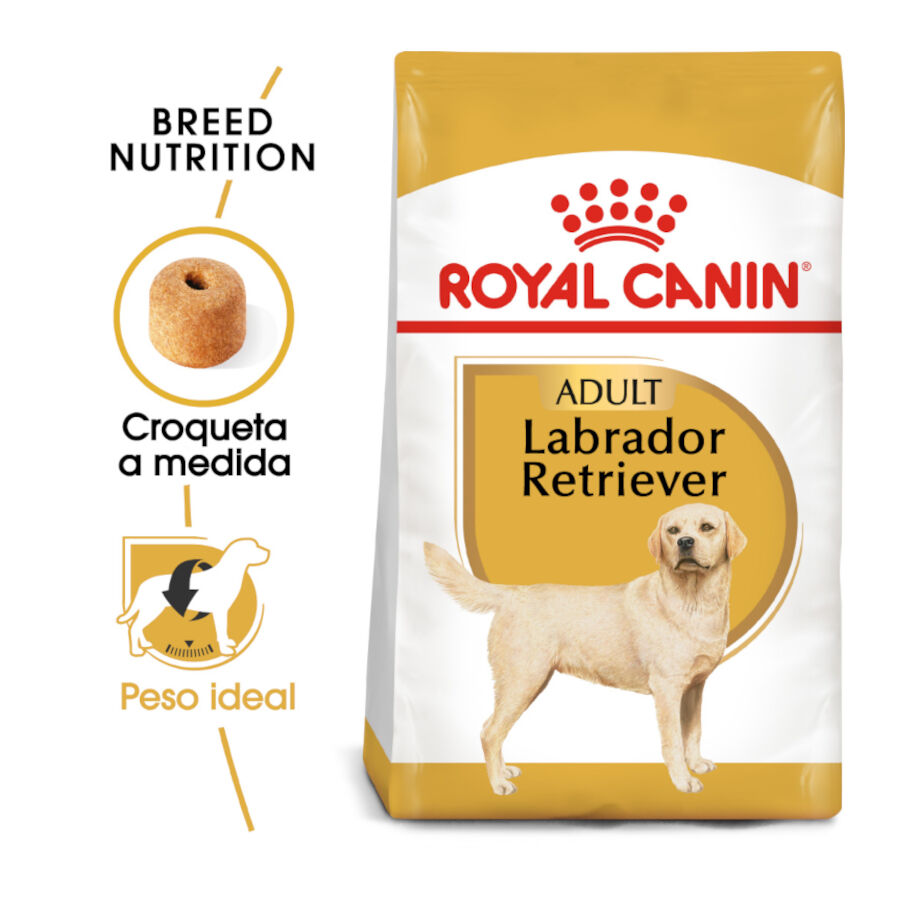 12 kg Royal Canin Adult Labrador Retriever pienso para perros, , large indicador imagen numero 2