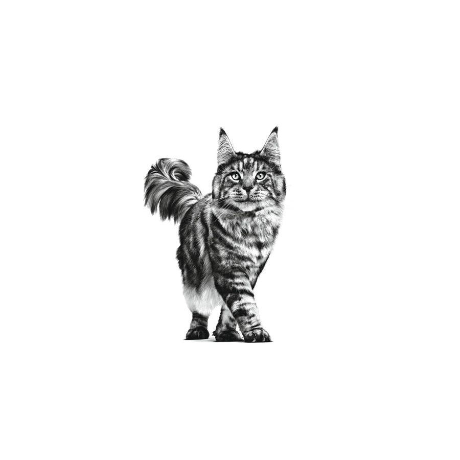 12 sobres x 85 g Royal Canin Senior Consult Stage 2 sobre para gatos, , large indicador imagen numero 4