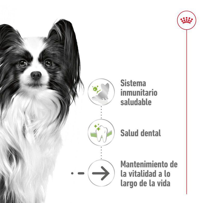 1.5 kg Royal Canin X-Small Ageing 12+ Adult pienso para perros&nbsp;senior, , large indicador imagen numero 5