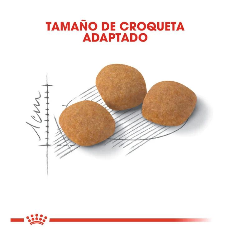 2 kg Royal Canin Adult Exigent Protein pienso para gatos, , large indicador imagen numero 3