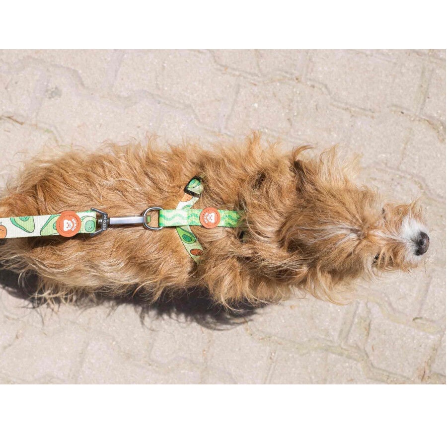 Dukier Arn&eacute;s Cl&aacute;sico Estampado Aguacate para perros, , large indicador imagen numero 4