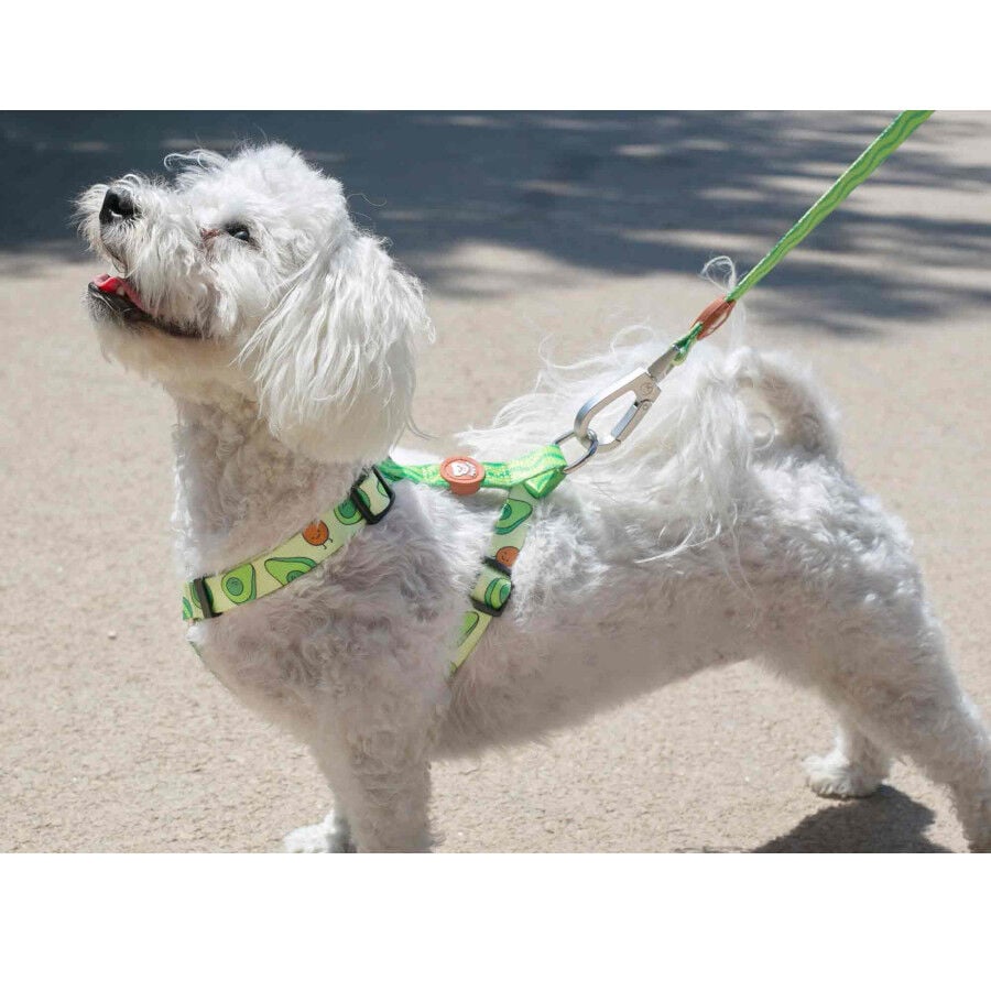 Dukier Arn&eacute;s Cl&aacute;sico Estampado Aguacate para perros, , large indicador imagen numero 2