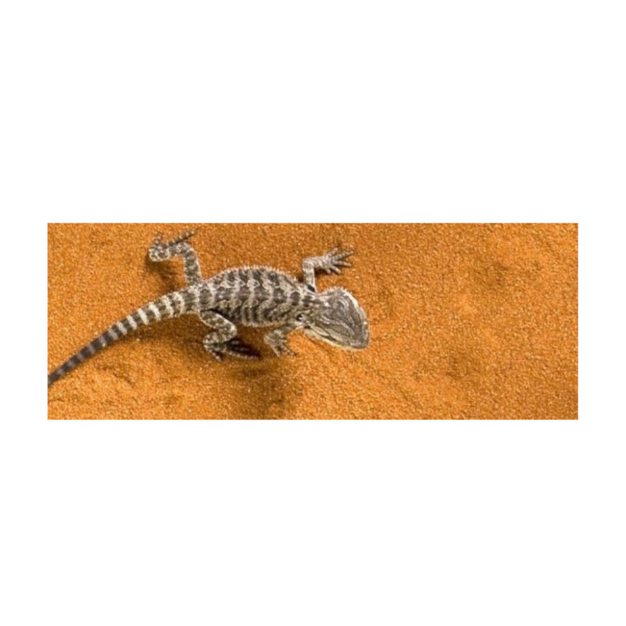 Exo Terra Arena del Desierto Roja sustrato para terrarios, , large Imagen numero 2
