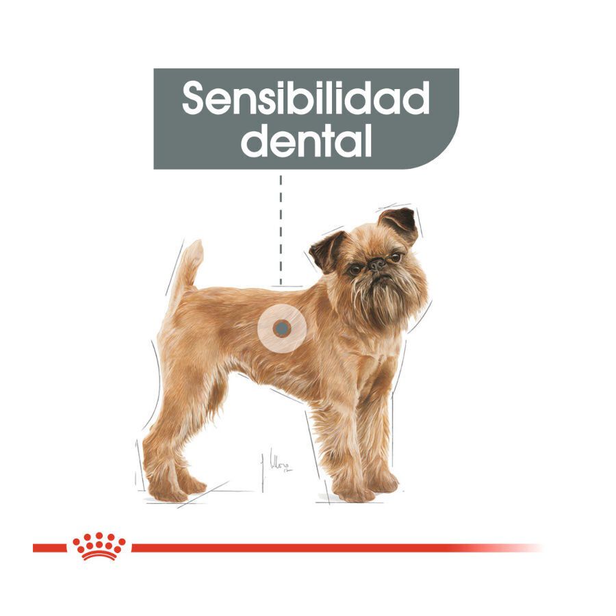 3 kg Royal Canin Dental Care Mini pienso para perros, , large indicador imagen numero 4