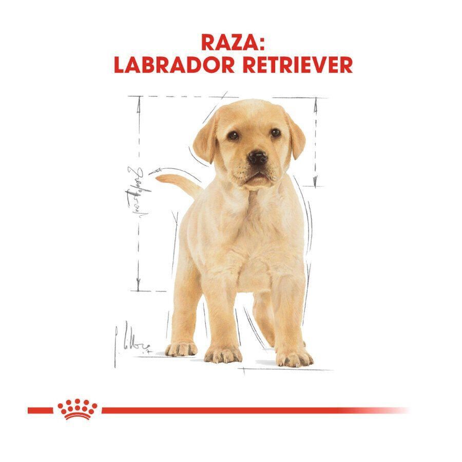 12 kg Royal Canin Puppy Labrador Retriever pienso para perros, , large Imagen numero 4