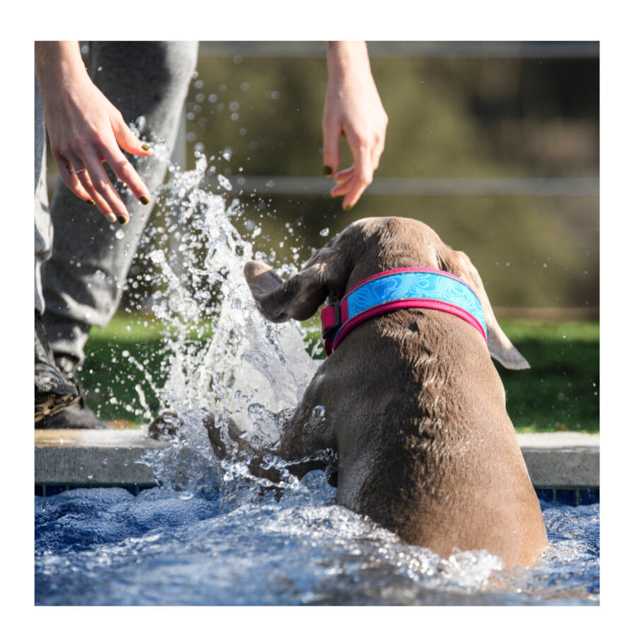 Freedog Cool Pro Tech Collar Refrescante Fucsia Deportivo para perros, , large Imagen numero 6