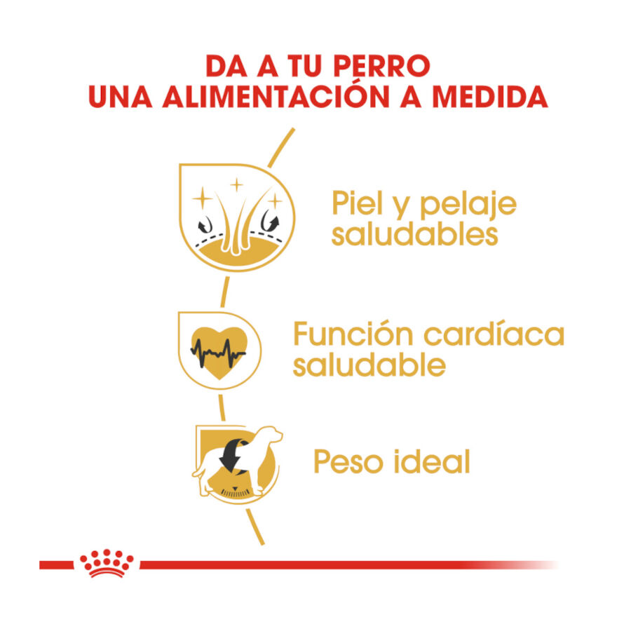 12 kg Royal Canin Adult Golden Retriever pienso para perros, , large indicador imagen numero 6