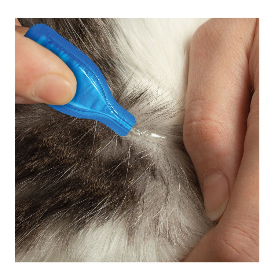 Beaphar Fiprotec Pipetas Antiparasitarias para gatos, , large Imagen numero 5