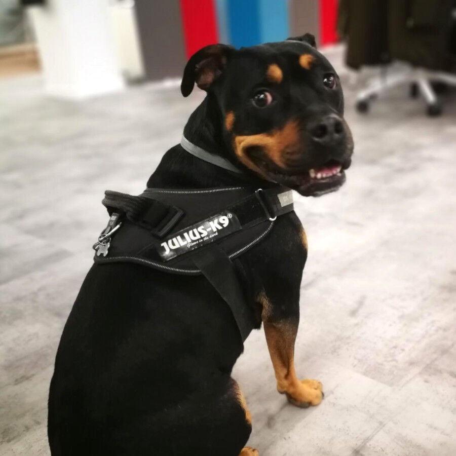 Julius-K9 IDC Arn&eacute;s Ergon&oacute;migo Negro para perros, , large Imagen numero 2