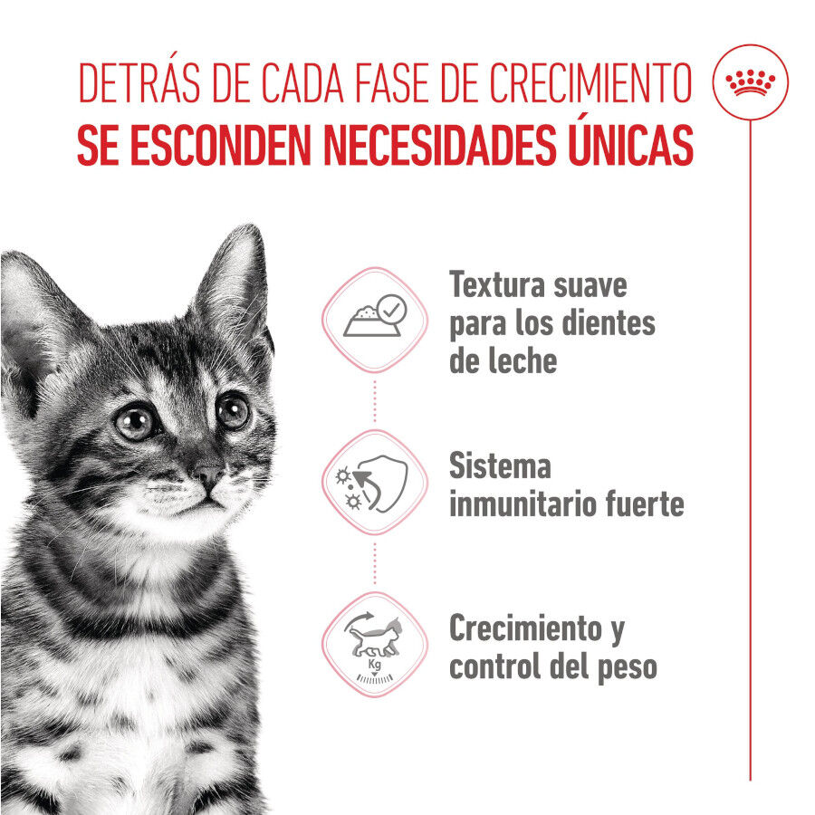 85 g Royal Canin Kitten Sterilised salsa sobre para gatos, , large indicador imagen numero 3
