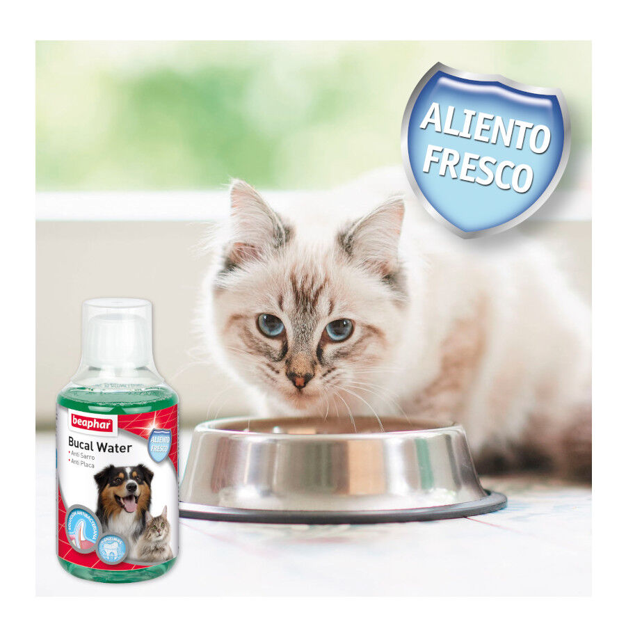 Beaphar Enjuague Bucal para perros y gatos, , large Imagen numero 5